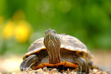 buzlu turtle