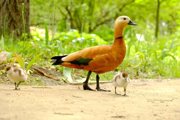 Pato com pinto — Fotografia de Stock