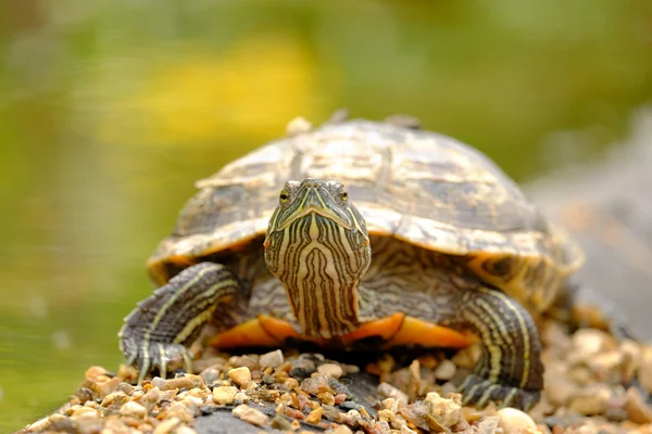 buzlu turtle 