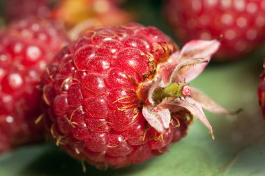 Çilek ahududu yakın çekim