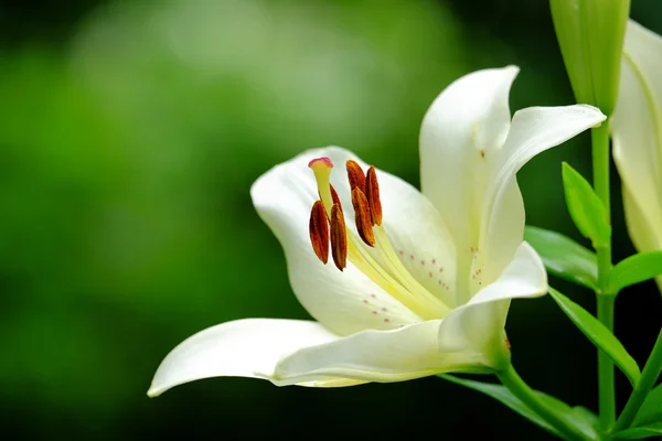 Beautiful lily close-up — Stock Photo, Image