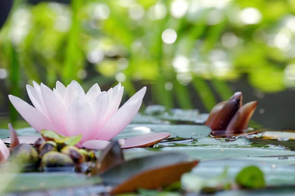 Lily na água — Fotografia de Stock