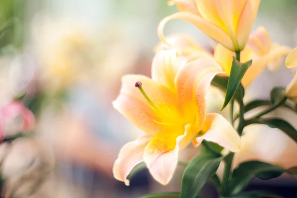 Beautiful lily close-up — Stock Photo, Image
