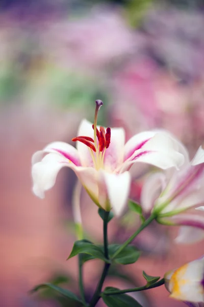 Bellissimo giglio primo piano — Foto Stock