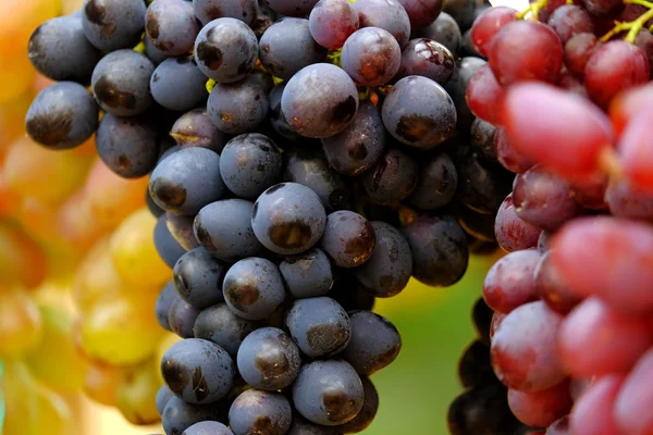 Racimo de uvas — Foto de Stock