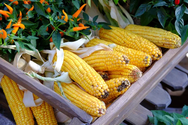 Primeros planos de mazorca de maíz — Foto de Stock