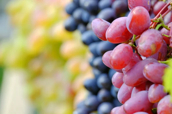 Racimo de uvas — Foto de Stock