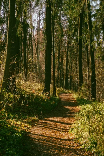 Тропа Опавших Листьях Осеннем Лесу Среди Деревьев — стоковое фото