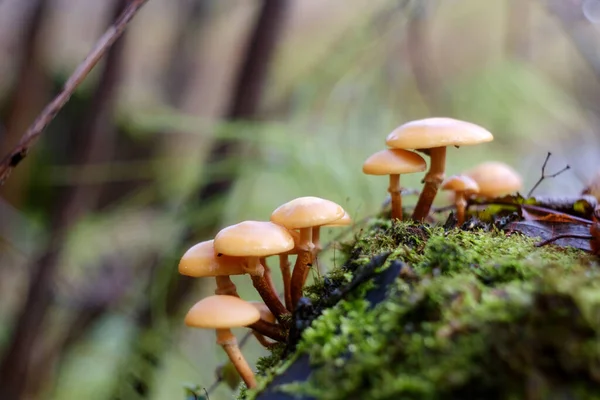 Mushrooms Close Stump Moss Blurred Background — Stock Photo, Image