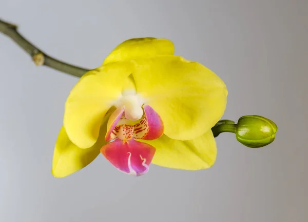 Mooie Bloeiende Gele Orchidee Een Grijze Achtergrond — Stockfoto