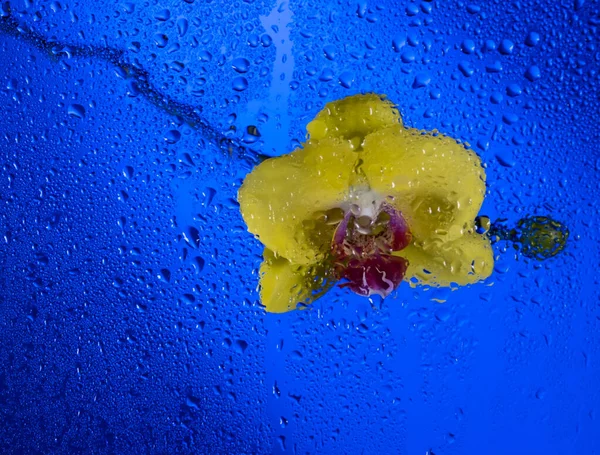 Belle Orchidée Jaune Fleurs Sur Fond Bleu Gouttes Eau Sur — Photo