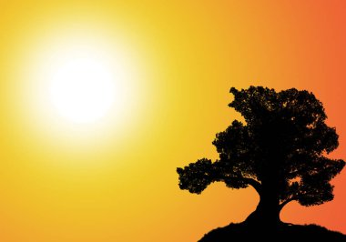 Büyük bir ağacın güzel silueti sabah güneşli gökyüzünün arka planında.