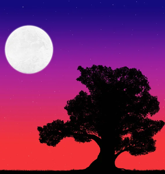 Beautiful Silhouette Big Tree Background Evening Sky Stars Moon — Stock Photo, Image