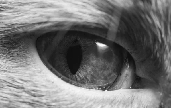 Όμορφο Ασπρόμαυρο Μάτι Γάτας Κοντινή Φωτογραφία — Φωτογραφία Αρχείου