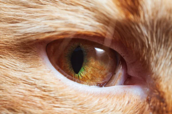 Magnifique Oeil Chat Orange Gros Plan Photographié — Photo