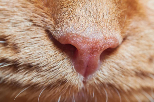Beautiful Little Cat Nose Photographed Close — Stock Photo, Image