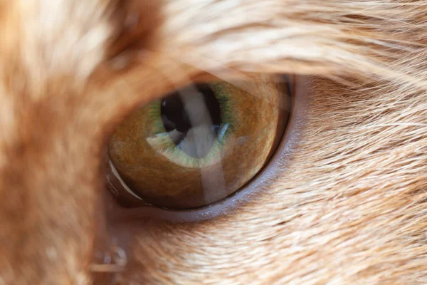 Mooi Oranje Kattenoog Gefotografeerd Close — Stockfoto