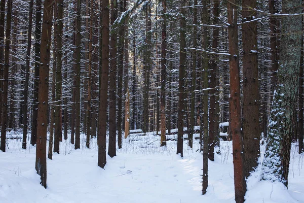 Hermosos Troncos Coníferas Bosque Invernal —  Fotos de Stock
