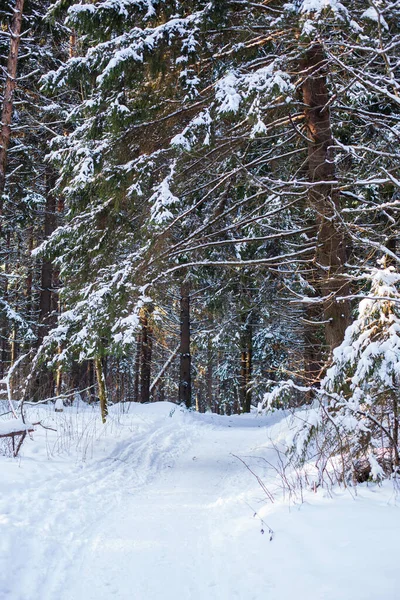 Vackra Stammar Barrträd Vinterskogen — Stockfoto