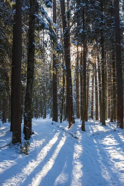 Vackra Stammar Barrträd Vinterskogen — Stockfoto