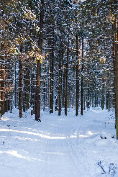 Hermosos Troncos Coníferas Bosque Invernal — Foto de Stock