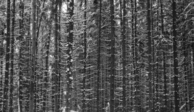 Kış ormanlarında güzel kozalaklı ağaç gövdeleri