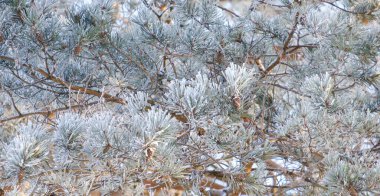 Güzel çam iğneleri buzla kaplanmış sana.