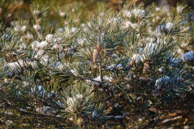 Yeşil iğneli güzel bir çam dalı