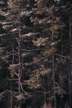 Dallarında kar olan güzel çam ağaçları karanlık bir ormanın arka planında