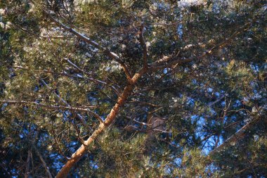 Yeşil iğneli güzel bir çam dalı