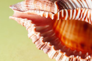 Sarı bir sırt grubunda deniz kabuğunun yakın plan fotoğrafı