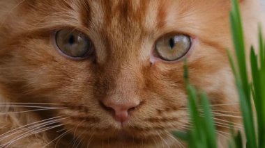 Güzel kızıl bir kedinin yüzü.