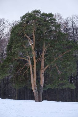 Ağaçların arka planında karların üzerinde eski güzel bir çam ağacı.