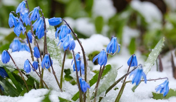 Bela Primavera Florescendo Flores Bluebell Sno — Fotografia de Stock