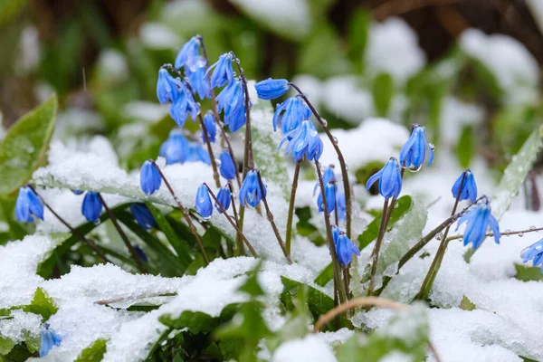 Bela Primavera Florescendo Flores Bluebell Neve — Fotografia de Stock