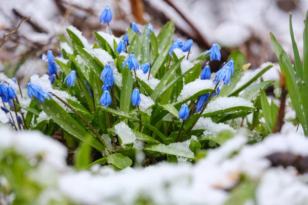 Bela Primavera Florescendo Flores Bluebell Neve — Fotografia de Stock