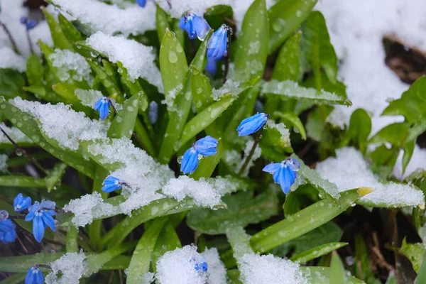 Bela Primavera Florescendo Flores Bluebell Sno — Fotografia de Stock