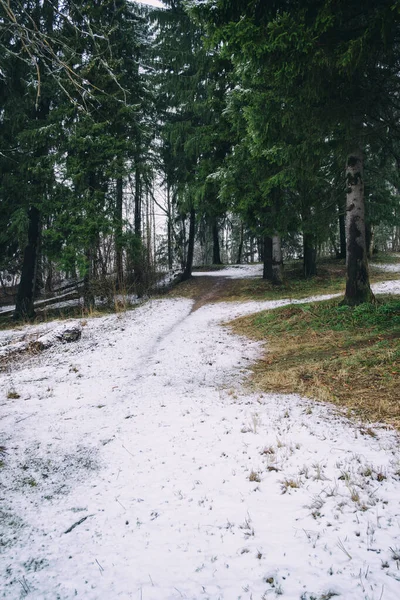 Snötäckt Stig Vacker Vårskog Bland Barrträd — Stockfoto