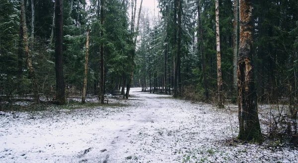 Sentiero Innevato Una Bellissima Foresta Primaverile Tra Conifere — Foto Stock