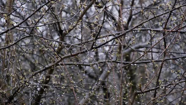 Гілки з весняними бруньками, краплі води і дощ — стокове відео