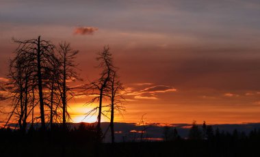 Gökyüzü ve günbatımının arka planında eski ağaçların güzel siluetleri