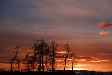 Gökyüzü ve günbatımının arka planında eski ağaçların güzel siluetleri