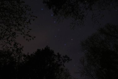 Ormandaki ağaçların arasında güzel yıldızlı gökyüzü