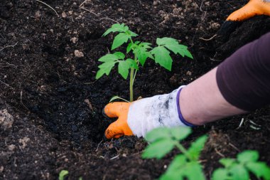 Grubun içine ekilmiş güzel domates tohumları.