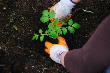 Grubun içine ekilmiş güzel domates tohumları.