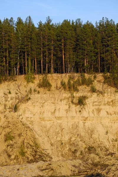 Sandy Cliff Pines Growing Blue Sky — Stock Photo, Image