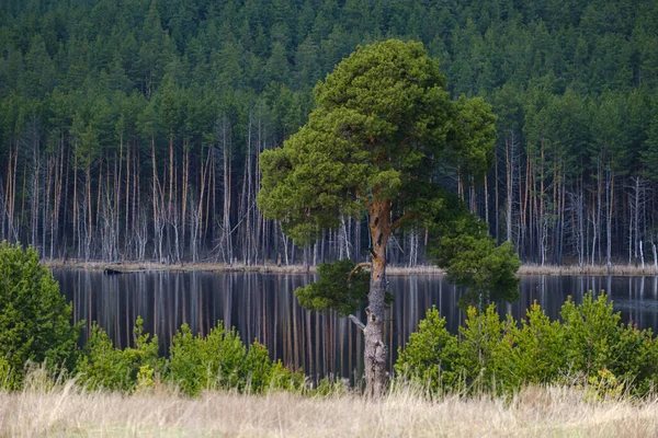 Красивая Большая Зеленая Сосна Берегу Реки Сосновый Лес — стоковое фото