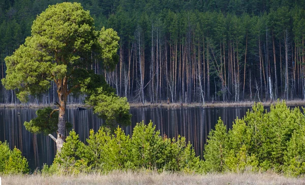 Beautiful Big Green Pine Tree River Bank Pine Forest — Stock Photo, Image