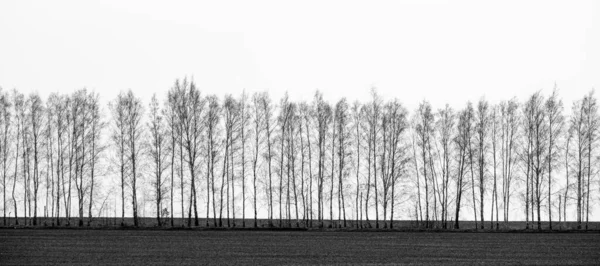 Belos Troncos Árvore Sem Folhas Crescendo Uma Linha Fundo Branco — Fotografia de Stock