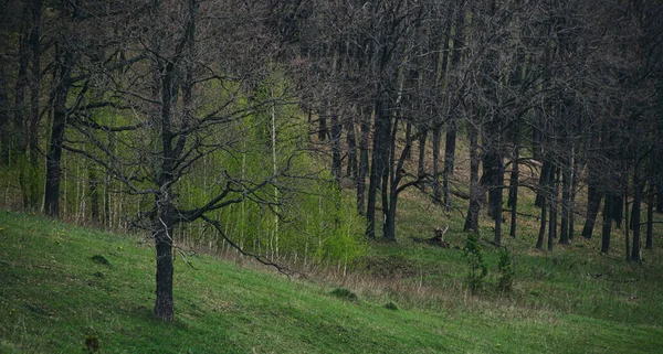 Δρύινο Δάσος Χωρίς Φύλλα Την Άνοιξη Και Πράσινο Γρασίδι — Φωτογραφία Αρχείου